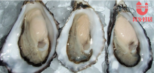 生蚝 副本 副本