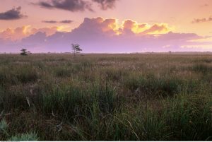 700-87222 © Miles Ertman Pa-hay-okee Overlook Everglades National Park Florida, USA